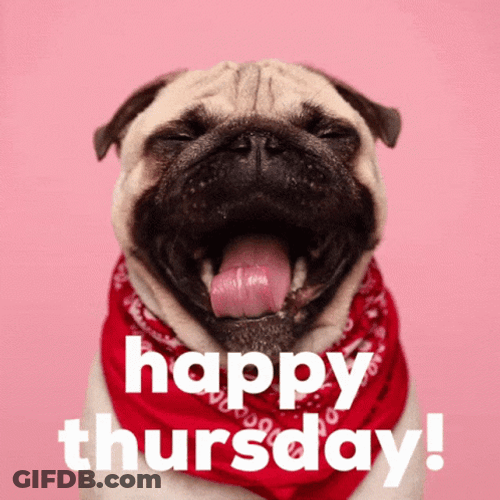 Hello Thursday Yawning Pug GIF