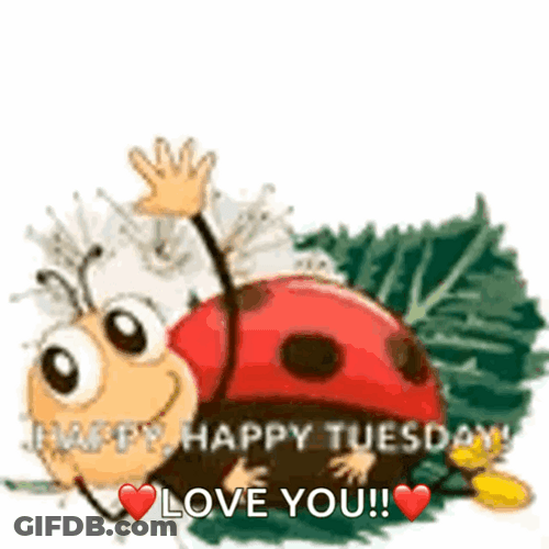 Hello Tuesday Lady Bug Waving GIF