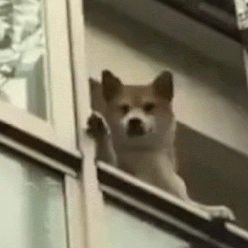 Hello Wave From Dog At Window GIF