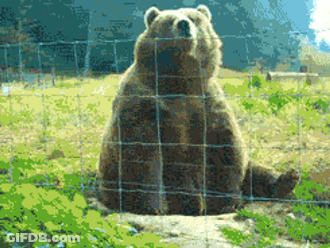 Hello Wave From Franklin The Turtle In Forest GIF