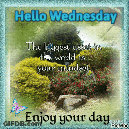 Hello Wednesday Bush Field GIF