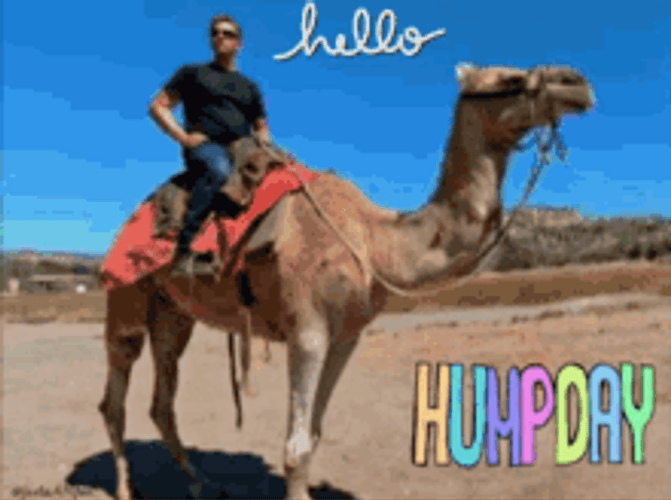 Hello Wednesday Hump Day Camel GIF