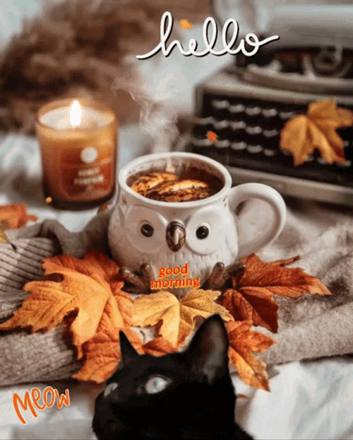 Hello Wednesday Peeking Black Cat GIF