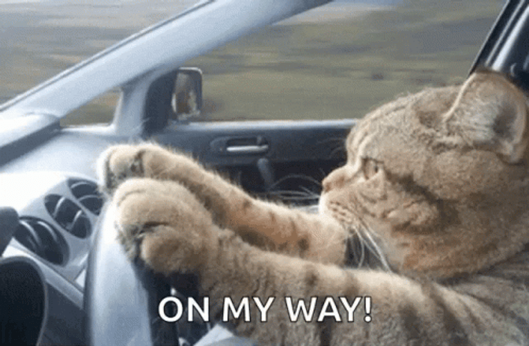 Help Is On The Way Dear Driving Cat GIF