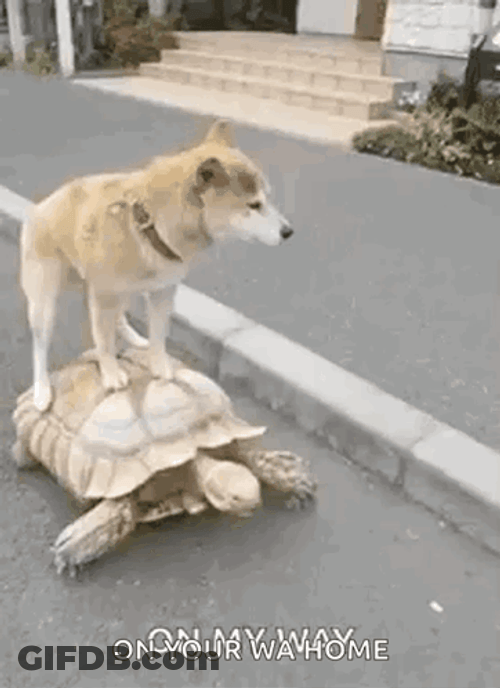 Help Is On The Way Dear Turtle Friend GIF