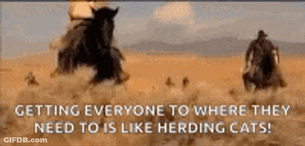 Herd Cats GIF