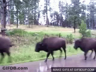Herd Of Bison Walking GIF