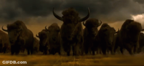 Herd Of Bison Walking In Dark GIF