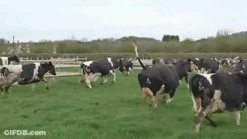 Herd Of Cows Running Through Grassy Field GIF