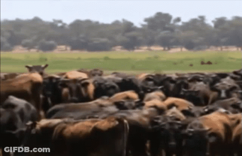 Herd Of Cows Standing In Field With Trees GIF