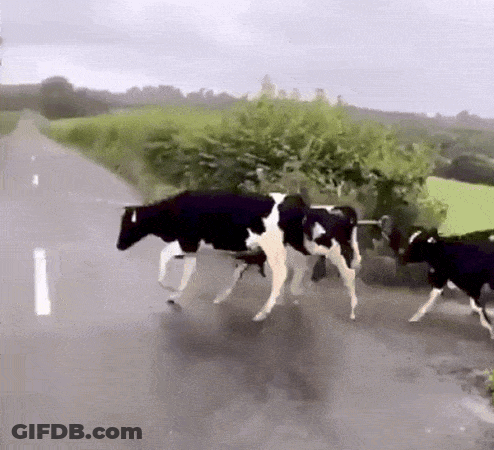 Herd Of Cows Walking Down Road In Rain GIF