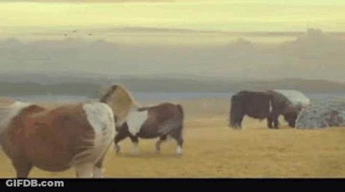 Herd Of Horses Grazing By Lake GIF