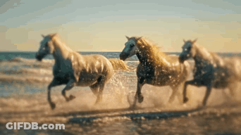 Herd Of Horses Running In Water GIF