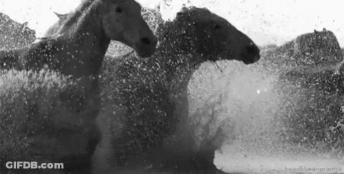 Herd Of Horses Running Through Water GIF