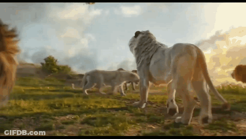 Herd Of Lions Standing In Grassy Field GIF