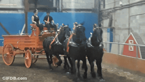 Herd Of Red Horses Running In Field GIF