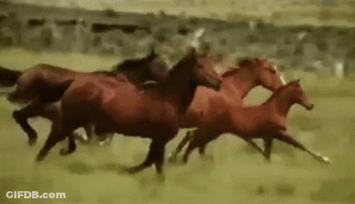 Herd Of Red Horses Running GIF
