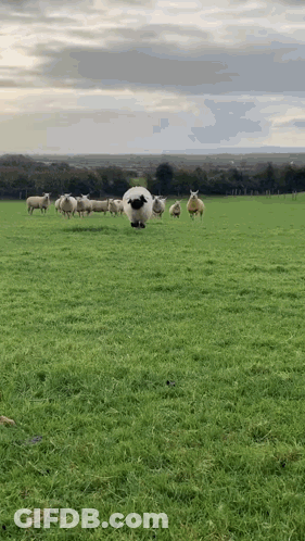 Herd Of Sheep In Grassy Field GIF