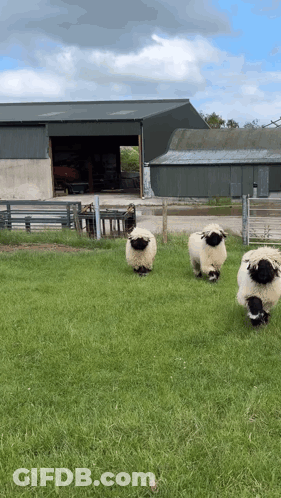 Herd Of Sheep In Grassy Field With Barn GIF