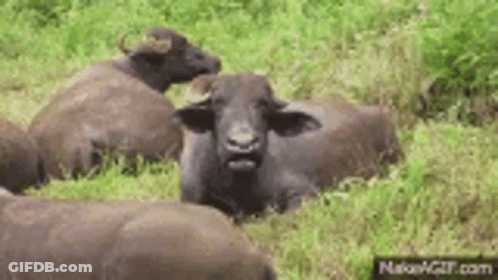 Herd Of Water Buffalo Lying Down GIF