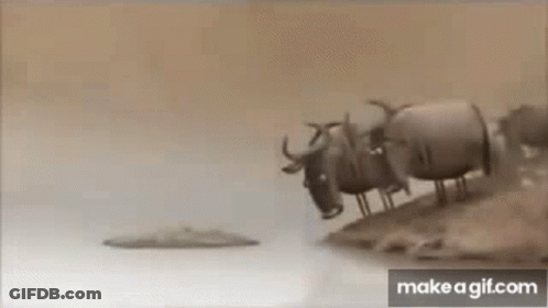 Herd Of Water Buffalo On Sandy Hill Next To Water GIF