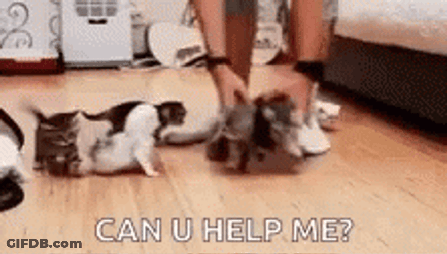 Herding Cats Can You Help Me Meme GIF