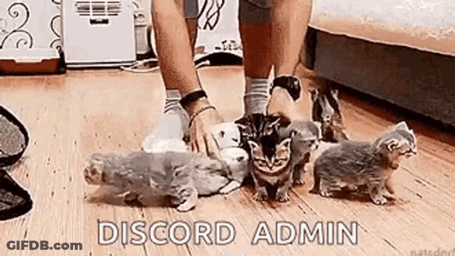 Herding Cats Discord Admin Funny Meme GIF