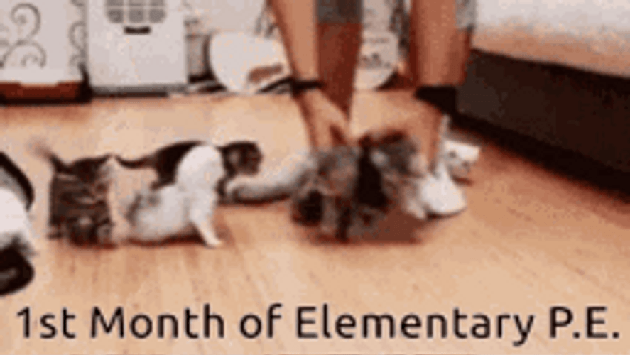 Herding Cats First Month Elementary PE Meme GIF