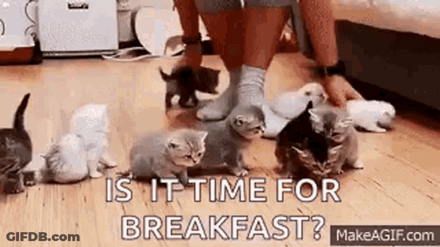 Herding Cats Meme Time For Breakfast GIF