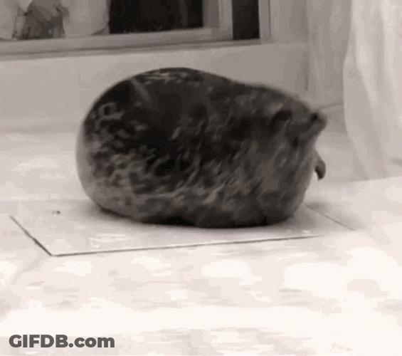 Here Comes The Seal GIF