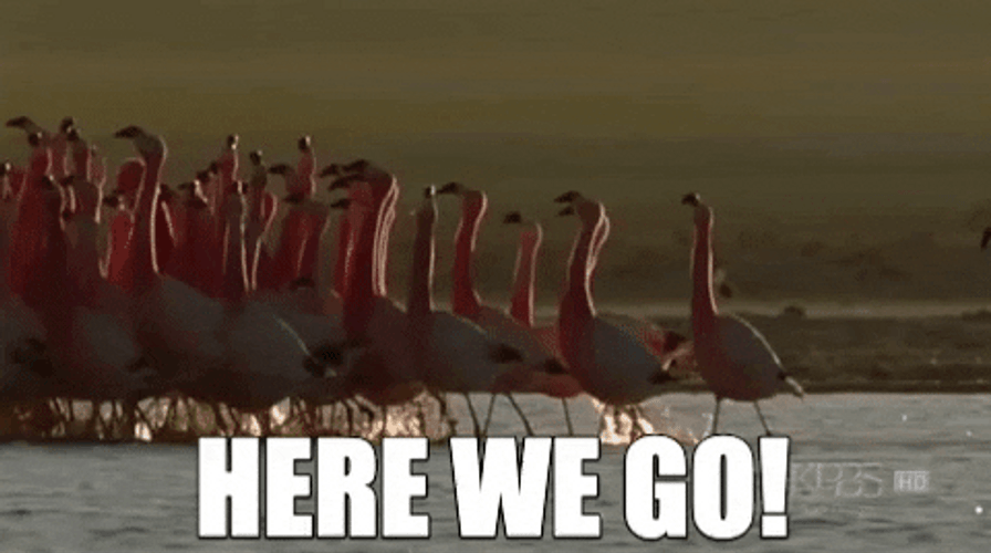 Here We Go Flamingos GIF