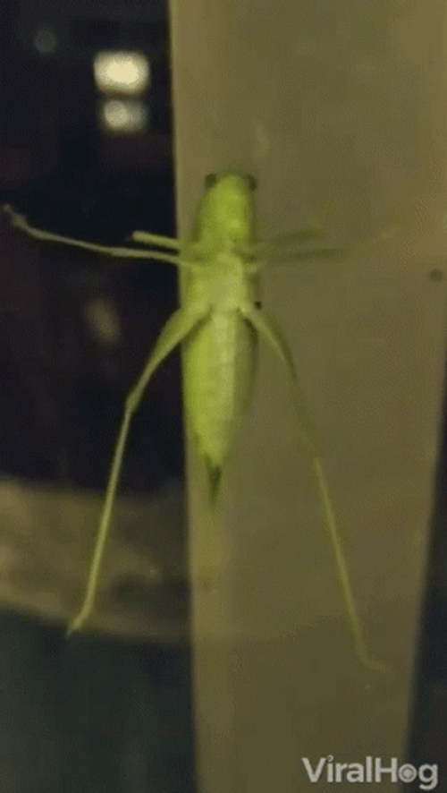 Hexacentrus Japonicus Grasshopper GIF