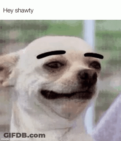 Hey Shawty Funny Faces Dog Expression GIF