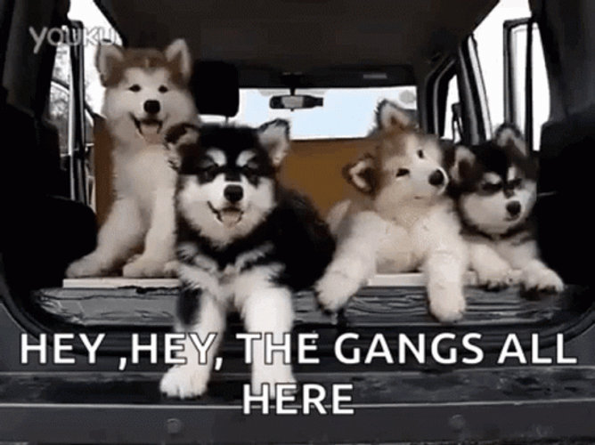 Hey The Gang All Here GIF