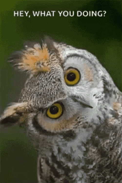 Hey What You Doing Owl Wyd GIF