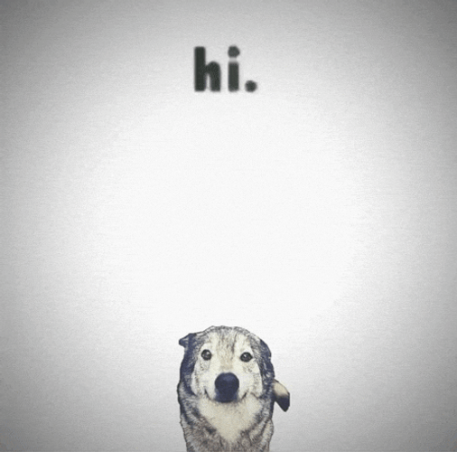 Hi Dog Meme GIF