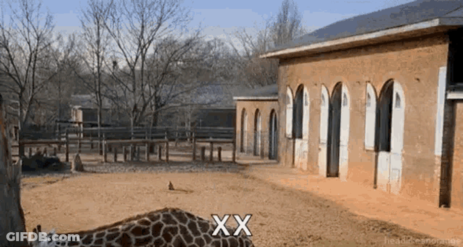 Hi Hello GIF