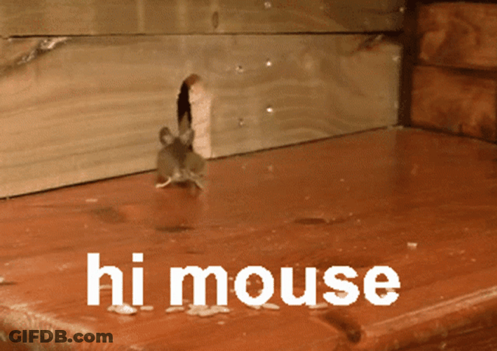 Hi Peeking Mouse GIF