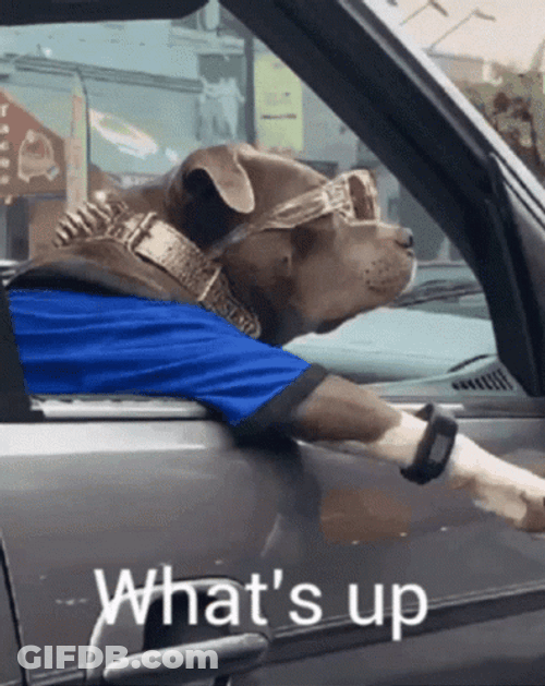Hi There Cool Bully Driving GIF