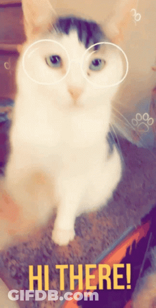 Hi There Cute Cat Shaking Hands GIF