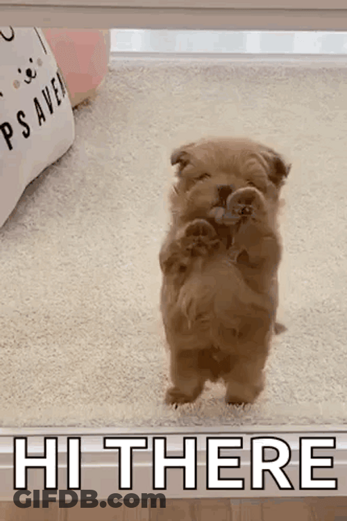 Hi There Cute Little Puppy Dancing GIF