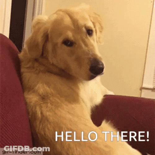 Hi There Golden Retriever Upside Down Head GIF