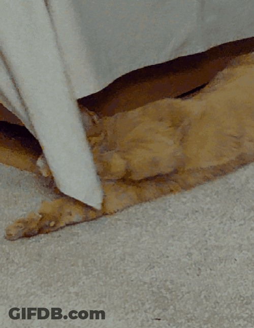 Hi There Mischievous Ginger Cat GIF