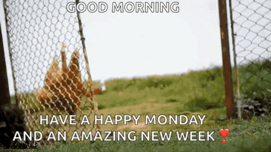 Hi Whats Up GIF