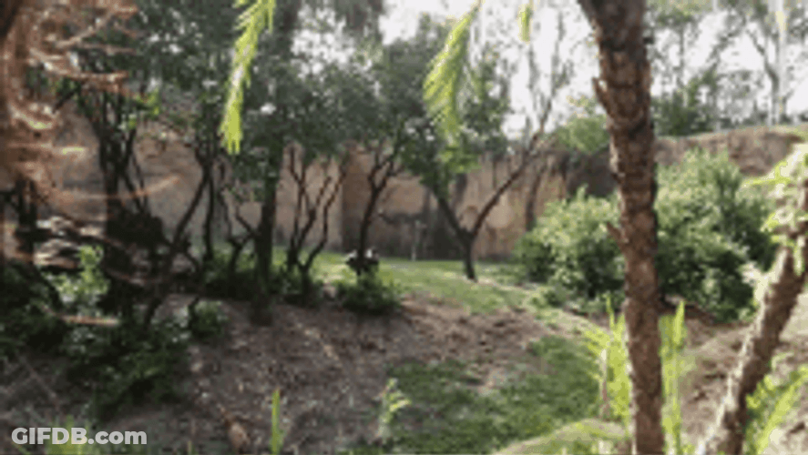 Hidden Camera Tree In The Wild GIF