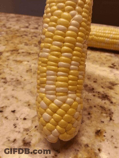 Hidden Knife In A Fake Corn GIF