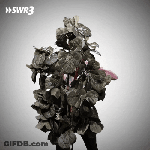 Hide And Seek Plant Camouflage GIF