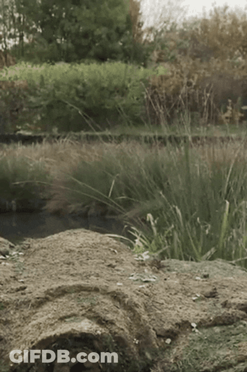 Hiding Goose Duck GIF