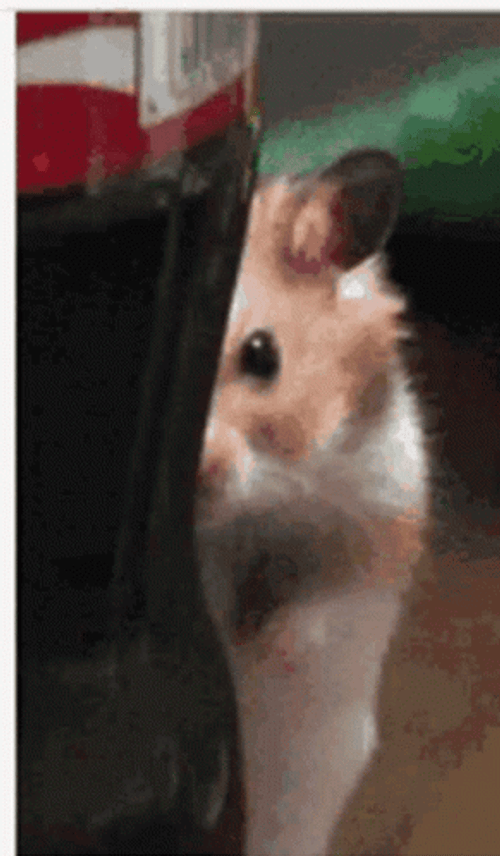 Hiding Hampter Near Coke Bottle GIF