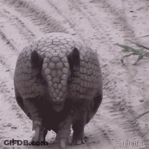 Hiding Meme Anteater Defense Mode GIF